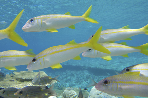 cocos keeling island photo tour example 17